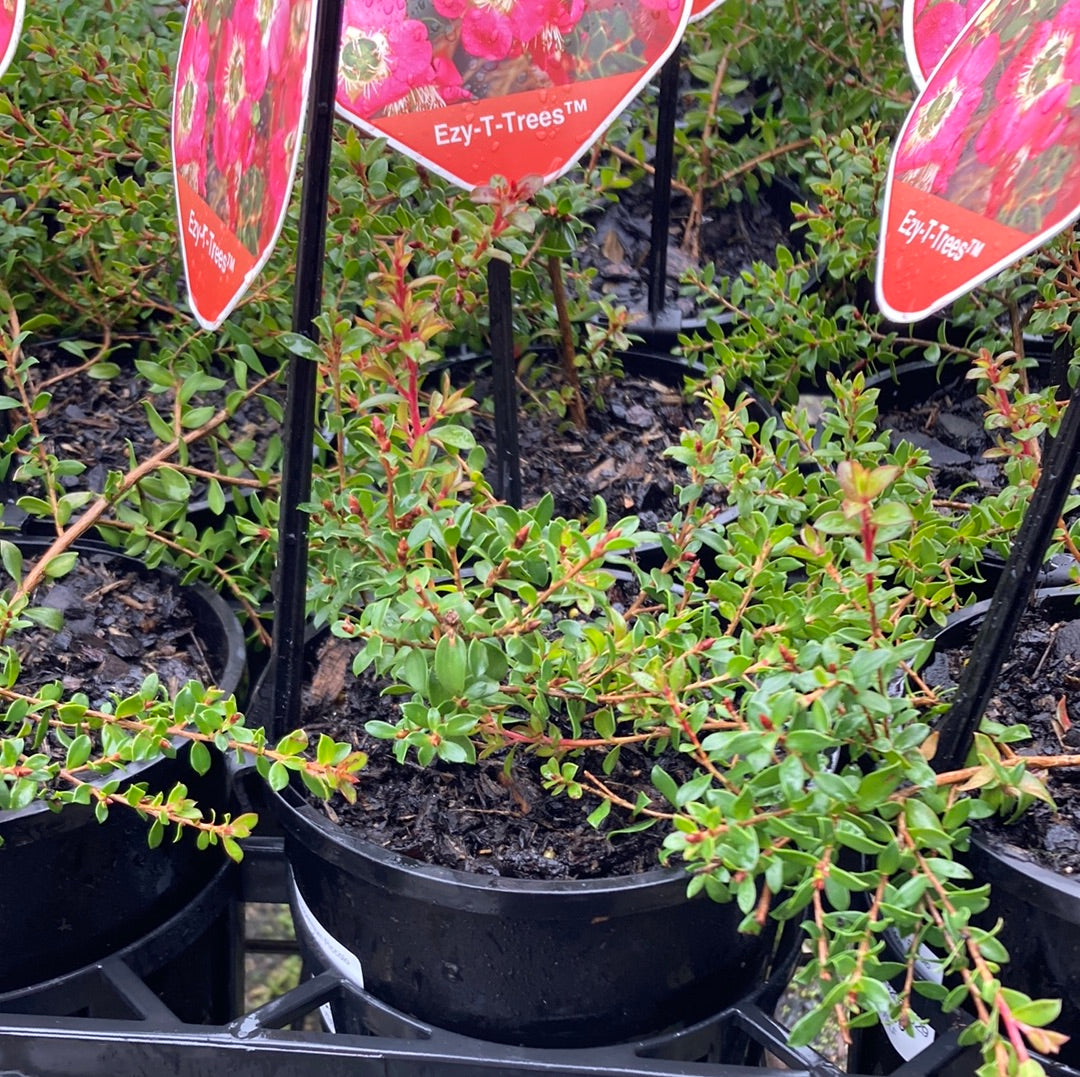 Leptospermum Piccolo 20cm