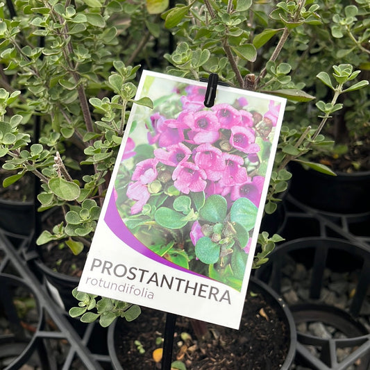 Prostanthera rotundifolia 'Round Leaf Mint' 14cm