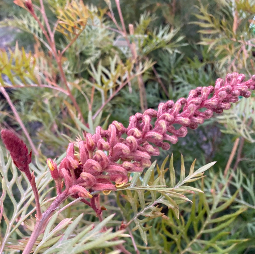 Grevillea 'Coconut Ice' 20cm