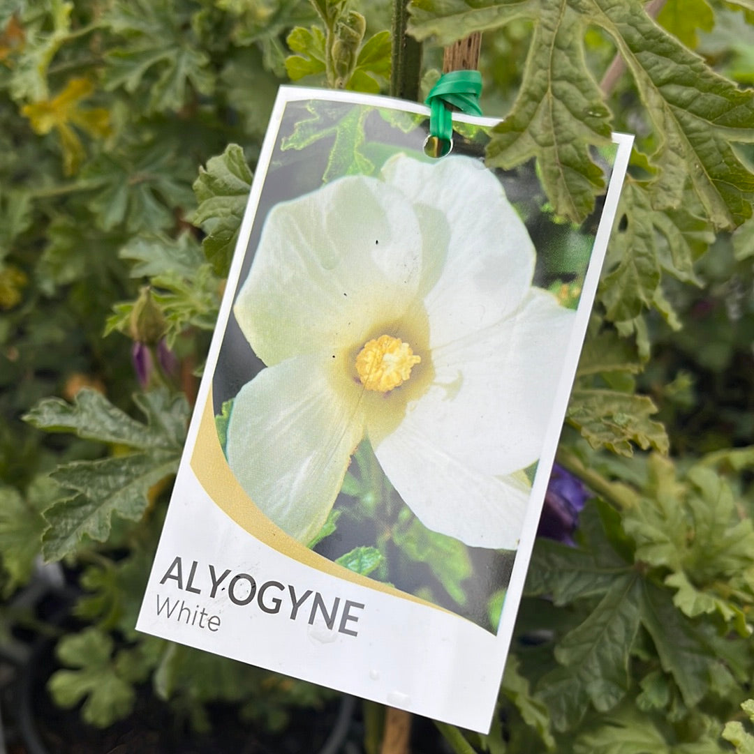 Alyogyne huegelii alba 'White Hibiscus' 14cm