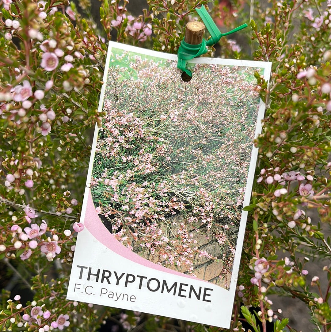 Thryptomene saxicola F.C. Payne 200 mm