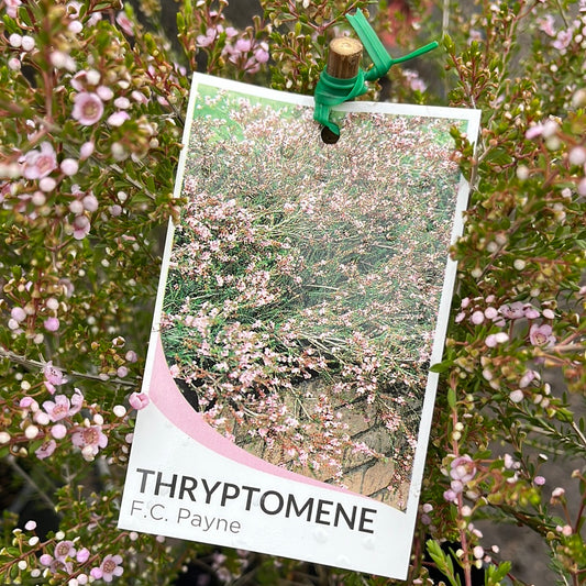 Thryptomene saxicola F.C. Payne 200 mm