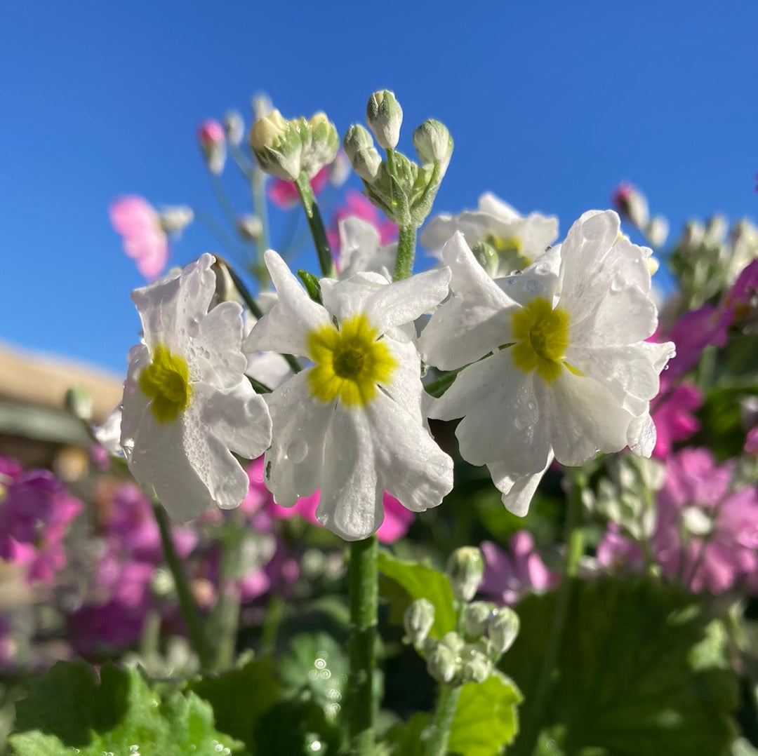 Primula 'Lollipops' 100mm