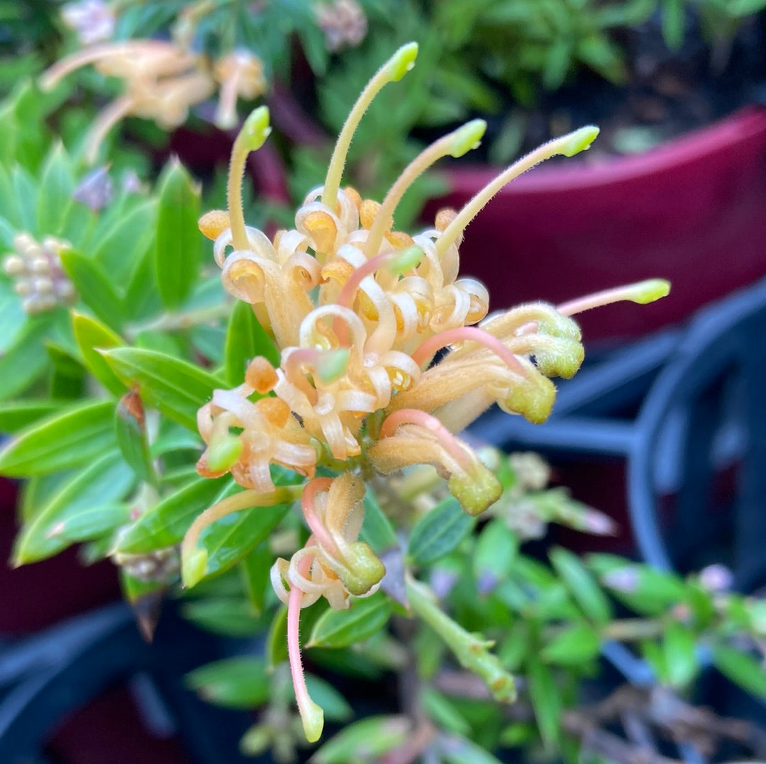 Grevillea 'Sunkissed' 14cm