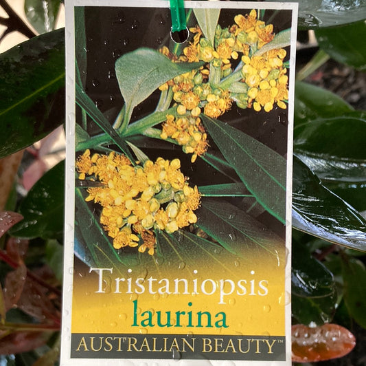 Tristaniopsis laurina 'Water Gum, Kanooka' 14cm