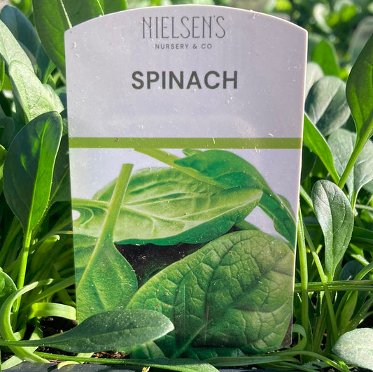 Spinach Punnet