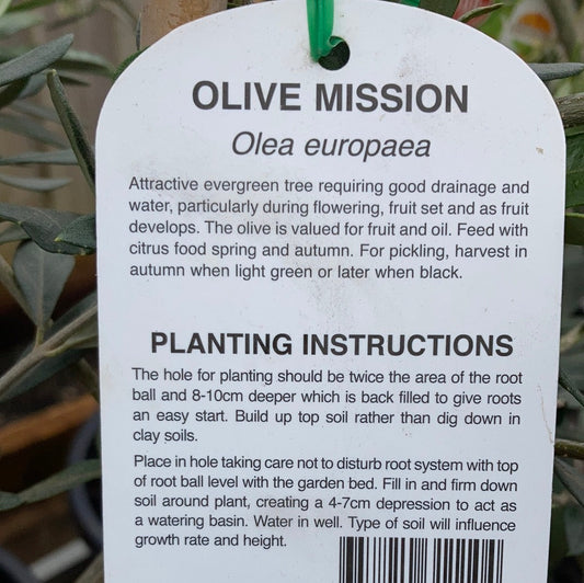 Olive 'Mission' 14cm