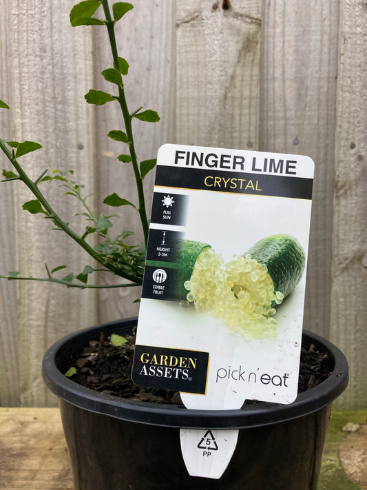 Microcitrus australasica Finger Lime Crystal 18cm