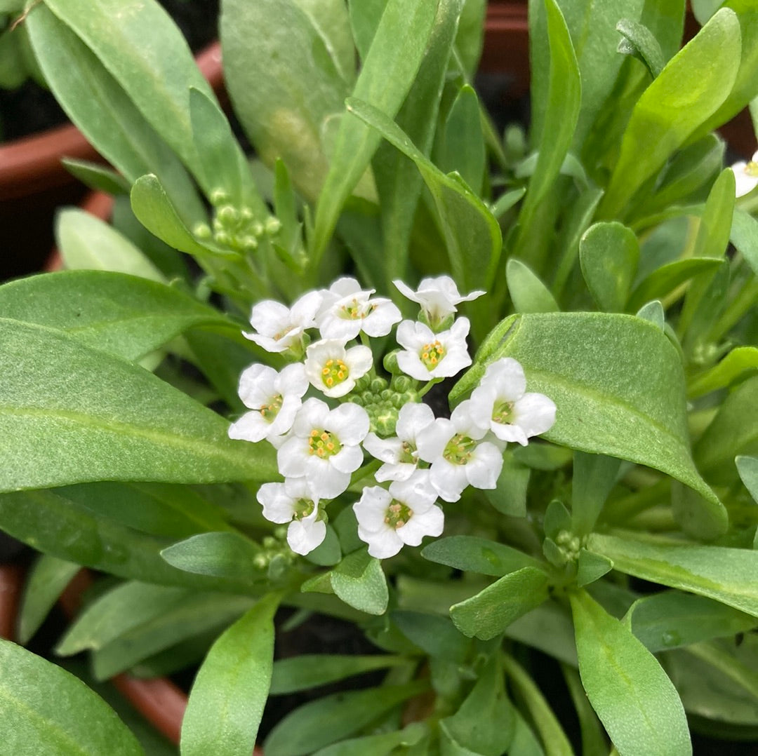 Alyssum mixed 100mm