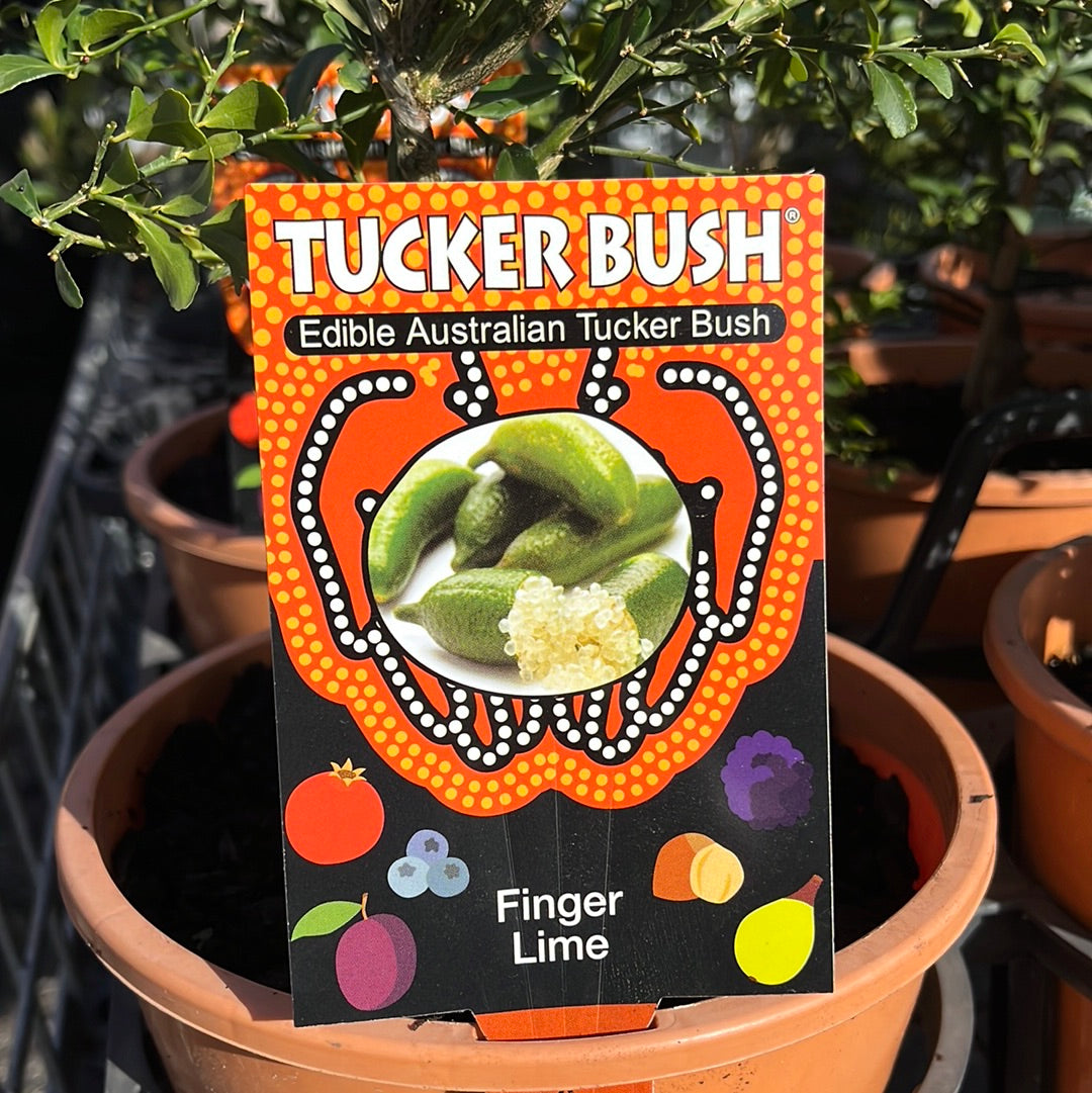 Citrus 'Finger Lime Crystal' Grafted 20cm