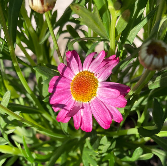 Argyranthemum 'Angelic Giant Pink' 14cm