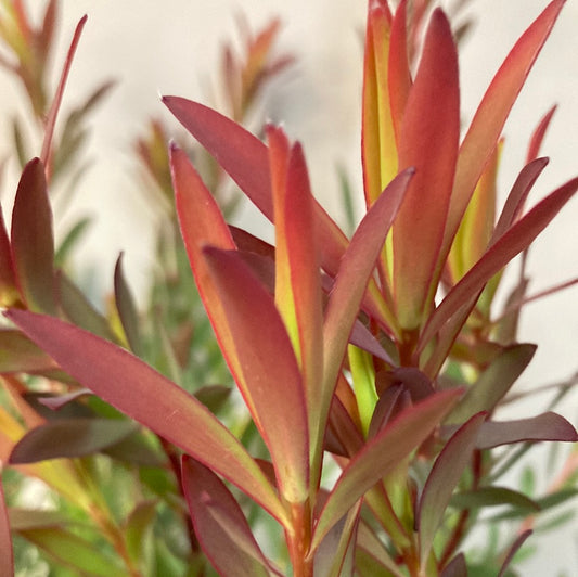 Leucadendron salignum 'Jack Harre' 18cm