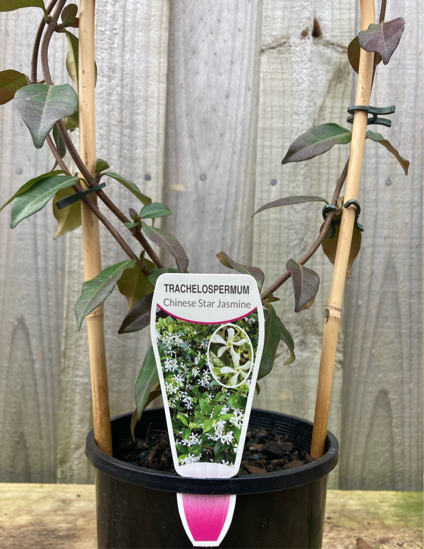 Trachelospermum jasminoides ‘Chinese star jasmine’ 14cm