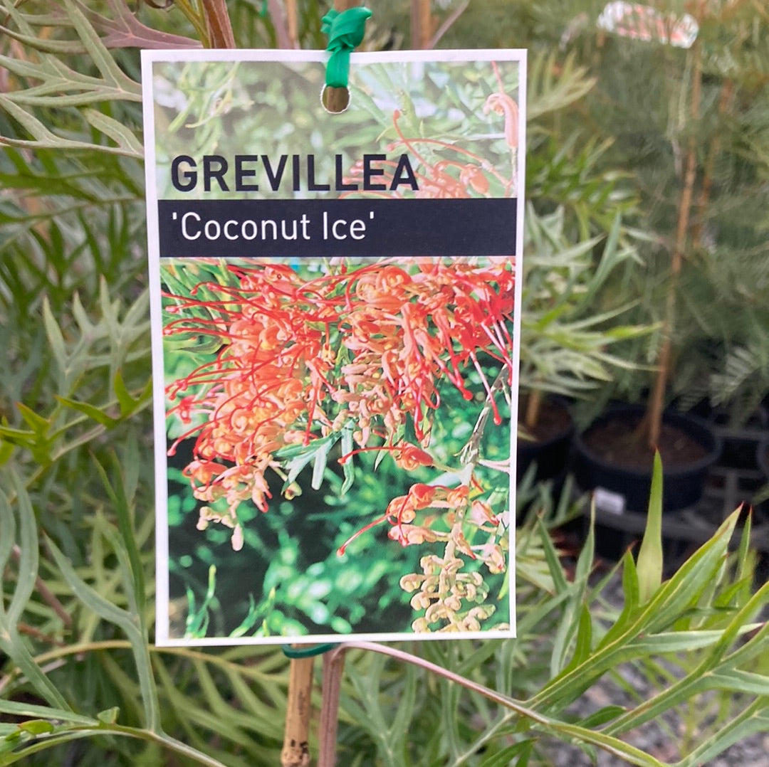 Grevillea 'Coconut Ice' 20cm