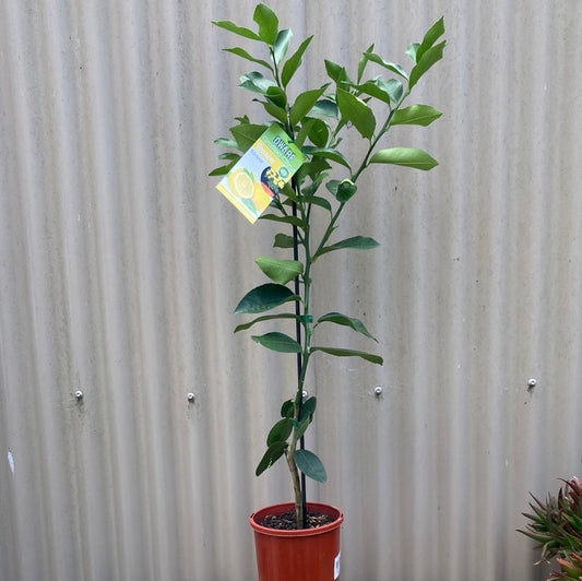 Lemon 'Meyer' Grafted 5L