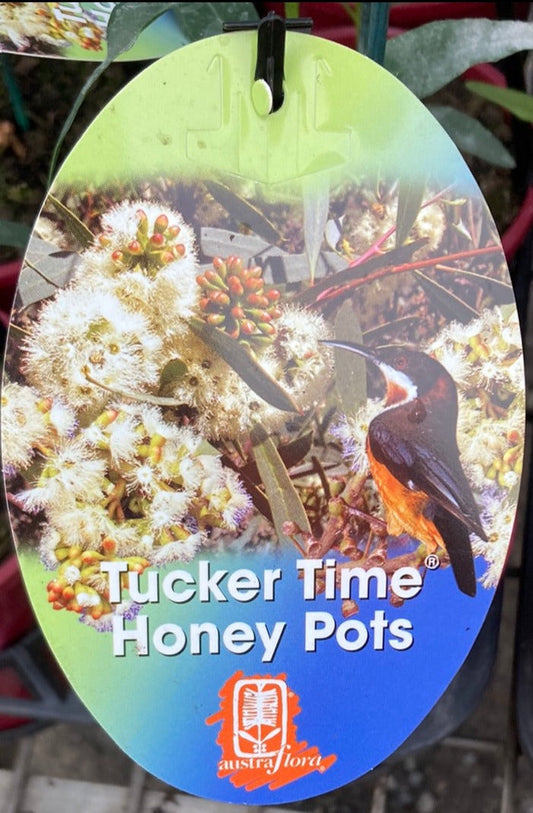 Eucalyptus wimmerensis ‘Tucker Time Honey Pots' 20cm