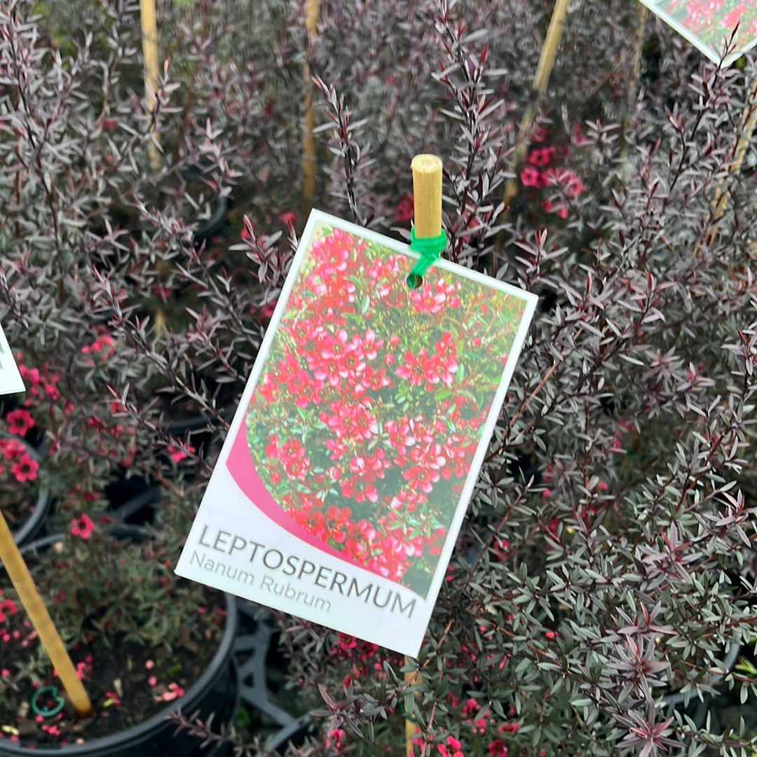 Leptospermum Nanum Rubrum ‘Dwarf Red Tea Tree’ 20cm