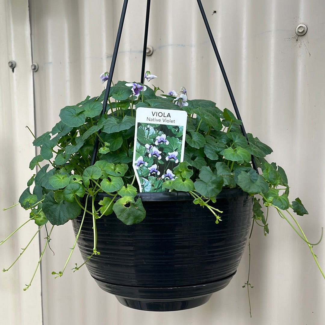 Viola hederacea Hanging baskets 20cm