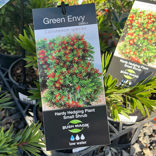 Callistemon 'Green Envy' PBR 14cm