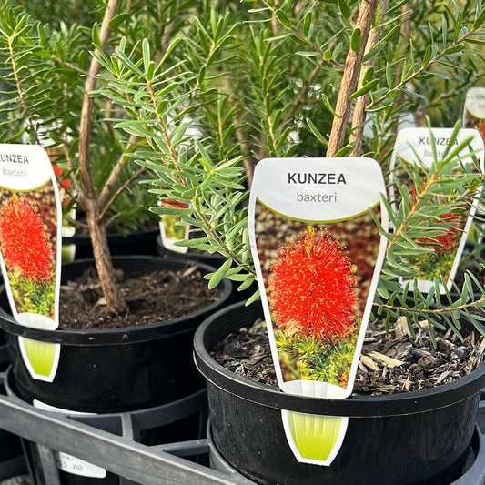 Kunzea baxteri 14cm