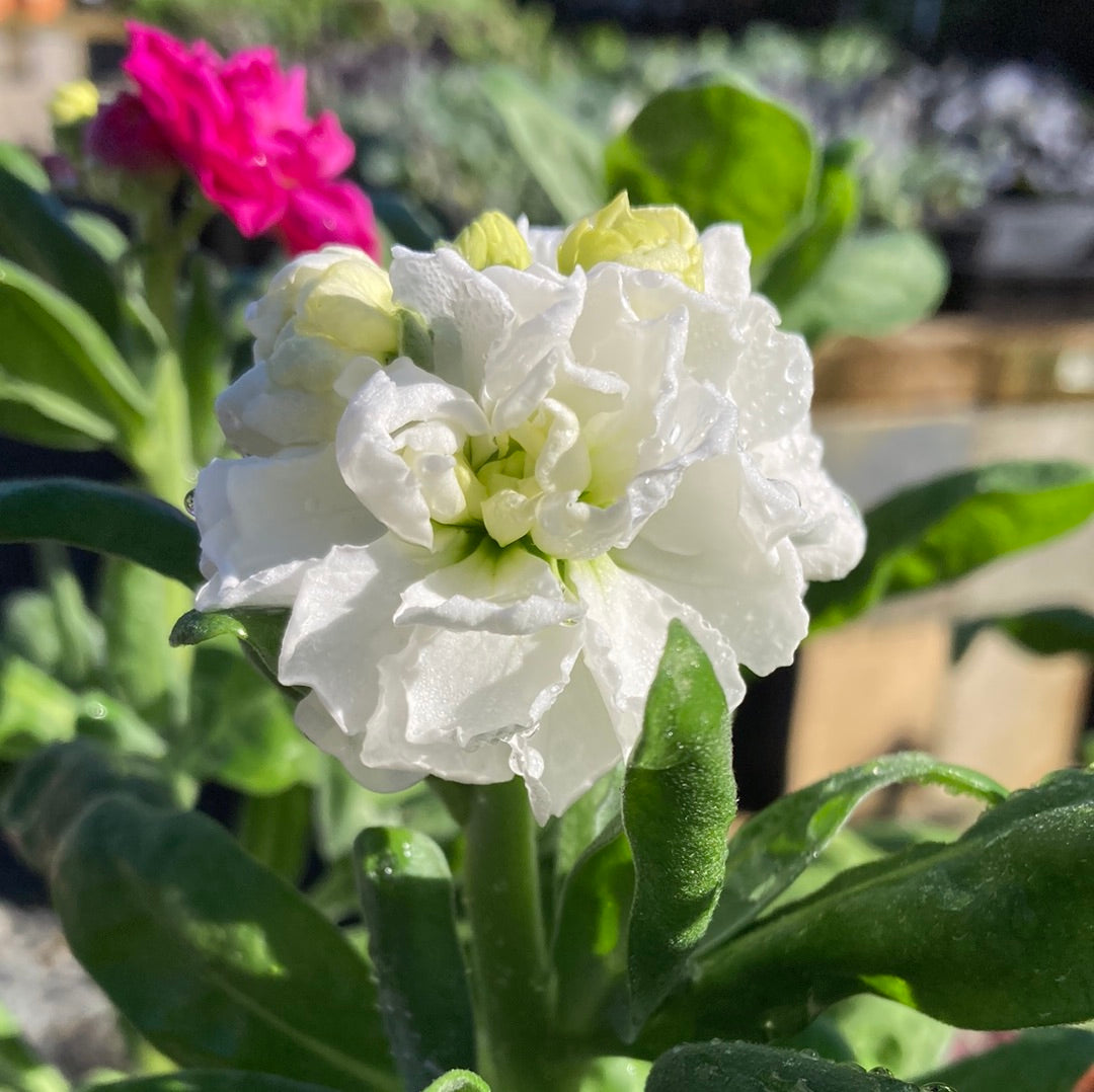 Matthiola incana 'Dwarf Stocks' 100mm