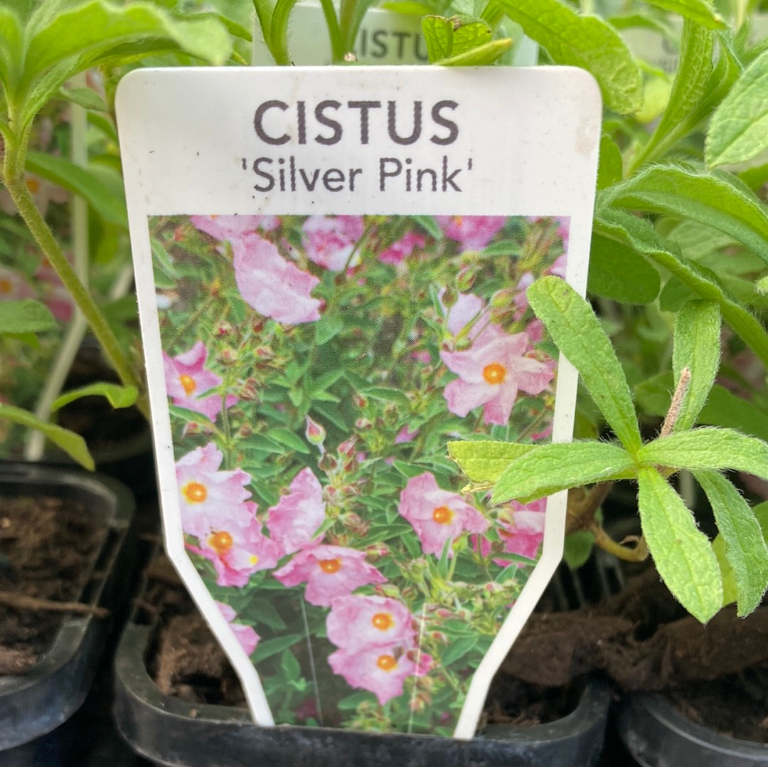 Cistus ‘Silver Pink’ 7cm