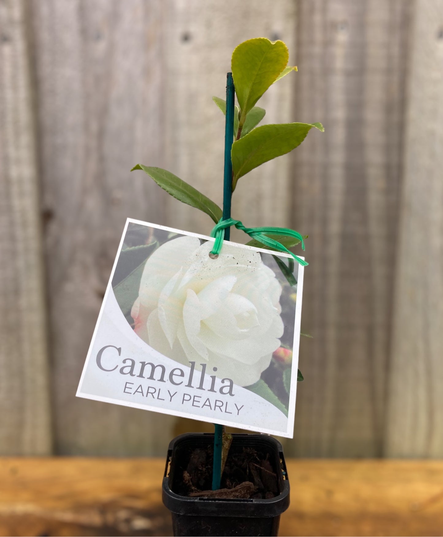 Camellia sasanqua ‘Early Pearly’ 7cm