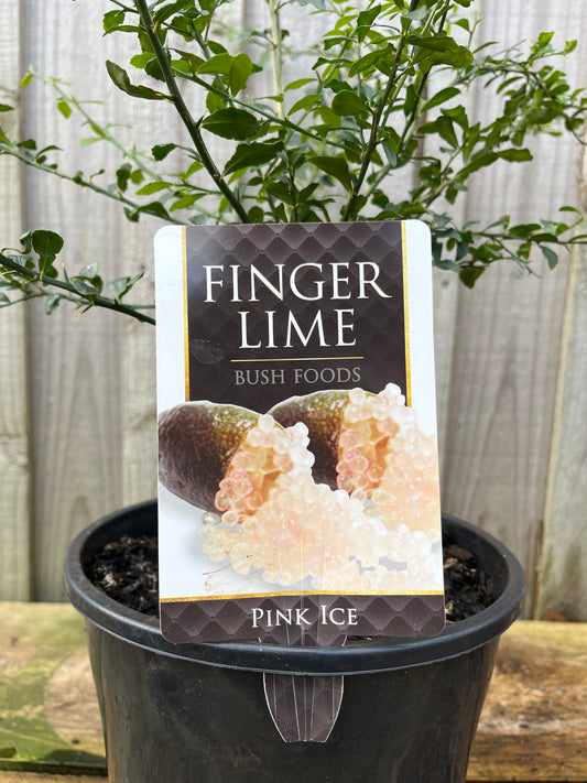 Citrus 'Finger Lime Pink Ice' Grafted 20cm
