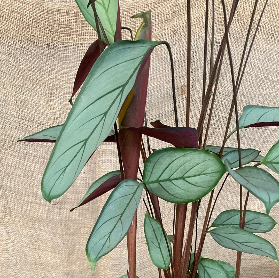Ctenanthe setosa 'Grey Star' 20cm