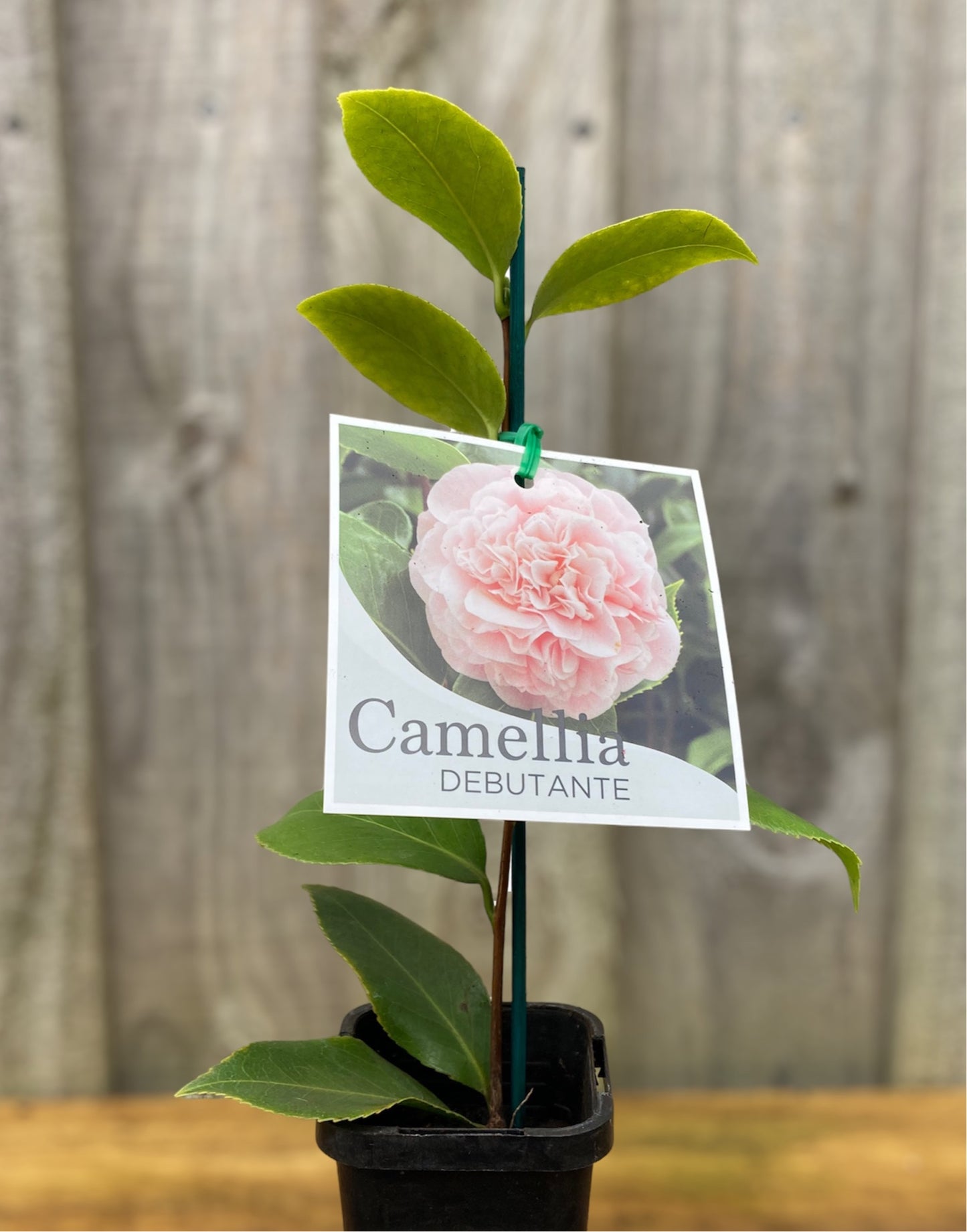 Camellia japonica ‘Debutante’ 7cm
