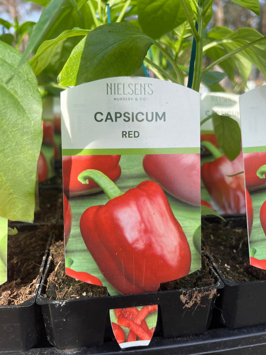 Capsicum Red 100mm