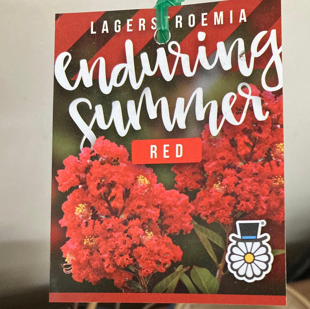 Lagerstroemia 'Enduring Summer Red Crepe Myrtle' 14cm