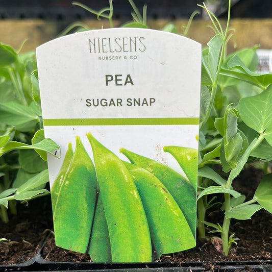 Pea ‘Sugar Snap’ Punnet