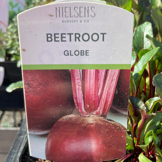 Beetroot Globe Punnet