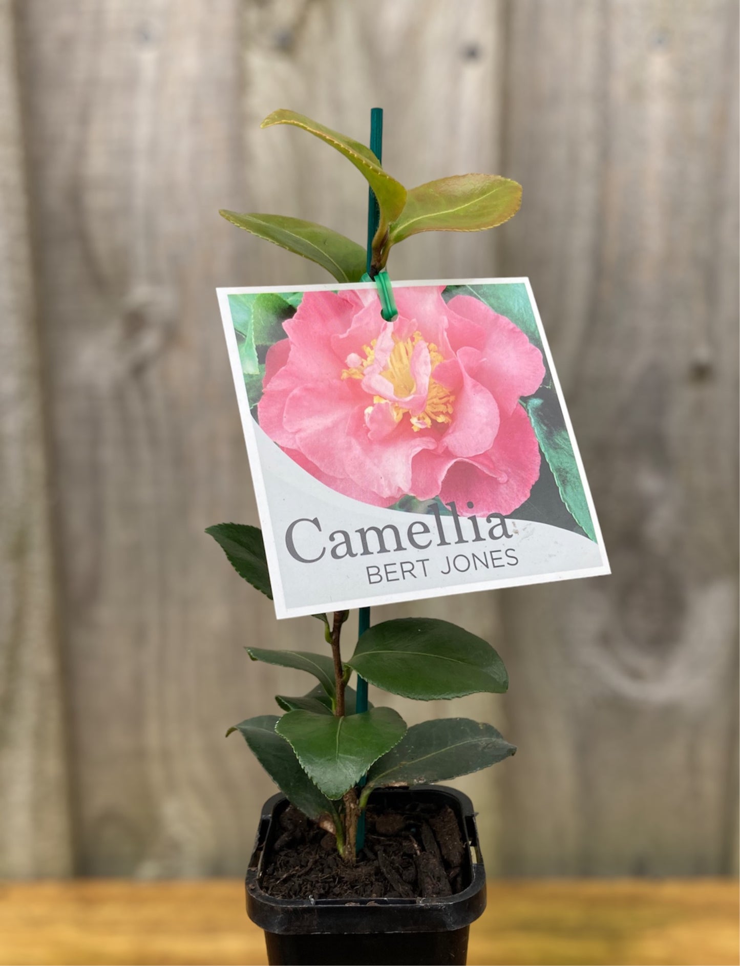 Camellia sasanqua 'Bert Jones' 7cm