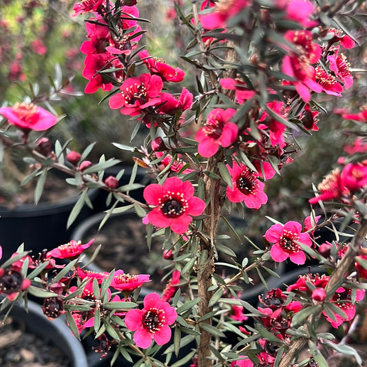 Leptospermum Nanum Rubrum ‘Dwarf Red Tea Tree’ 20cm