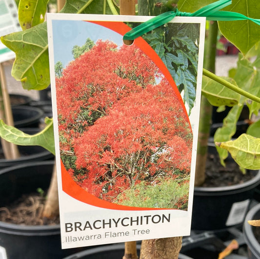 Brachychiton 'Illawarra Flame Tree' 20cm
