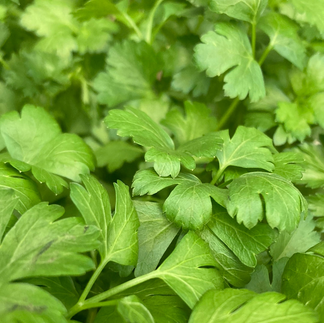 Parsley Italian 100mm