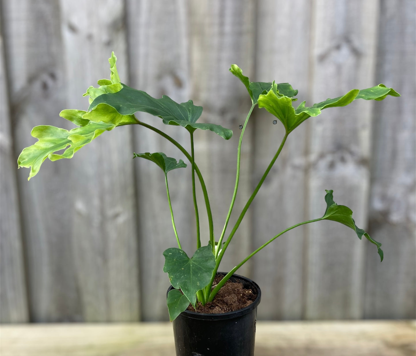 Philodendron Hope 14cm