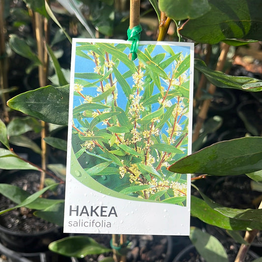 Hakea salicifolia 14cm