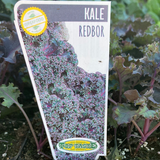 Kale Redbor Punnet