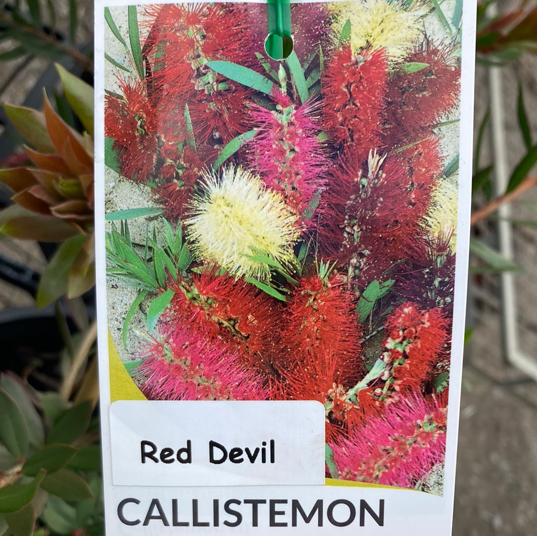 Callistemon Red Devil 20cm