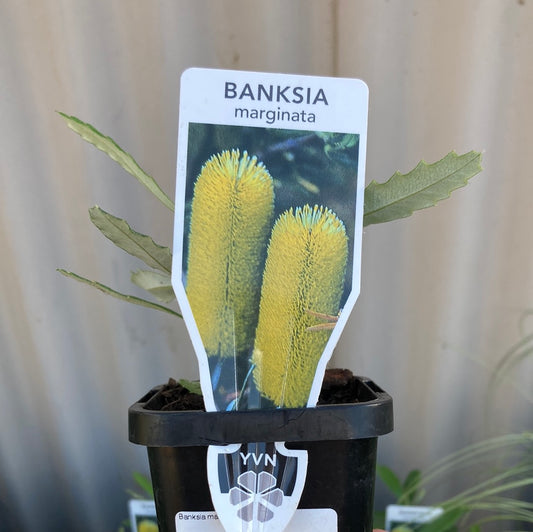 Banksia marginata 7cm