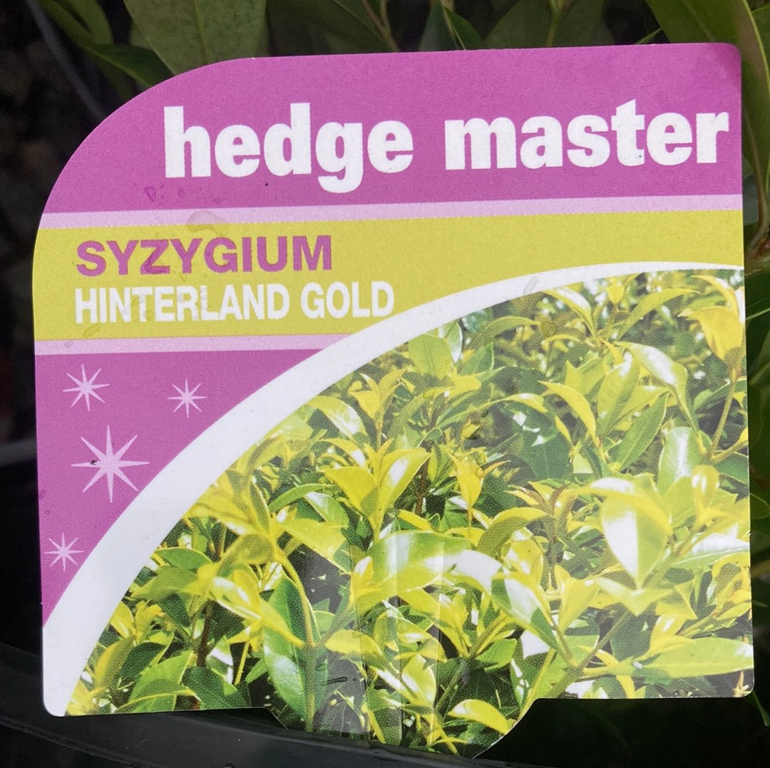 Syzygium australe 'Hinterland Gold' 20cm