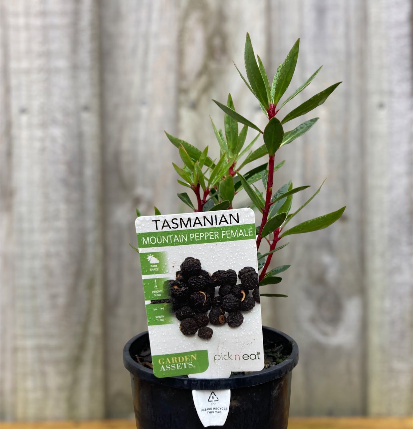 Tasmannia lanceolata Female 'Mountain Pepper' 14cm