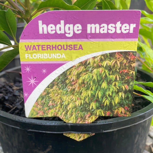 Waterhousea floribunda ‘Weeping Lilly pilly' 200mm