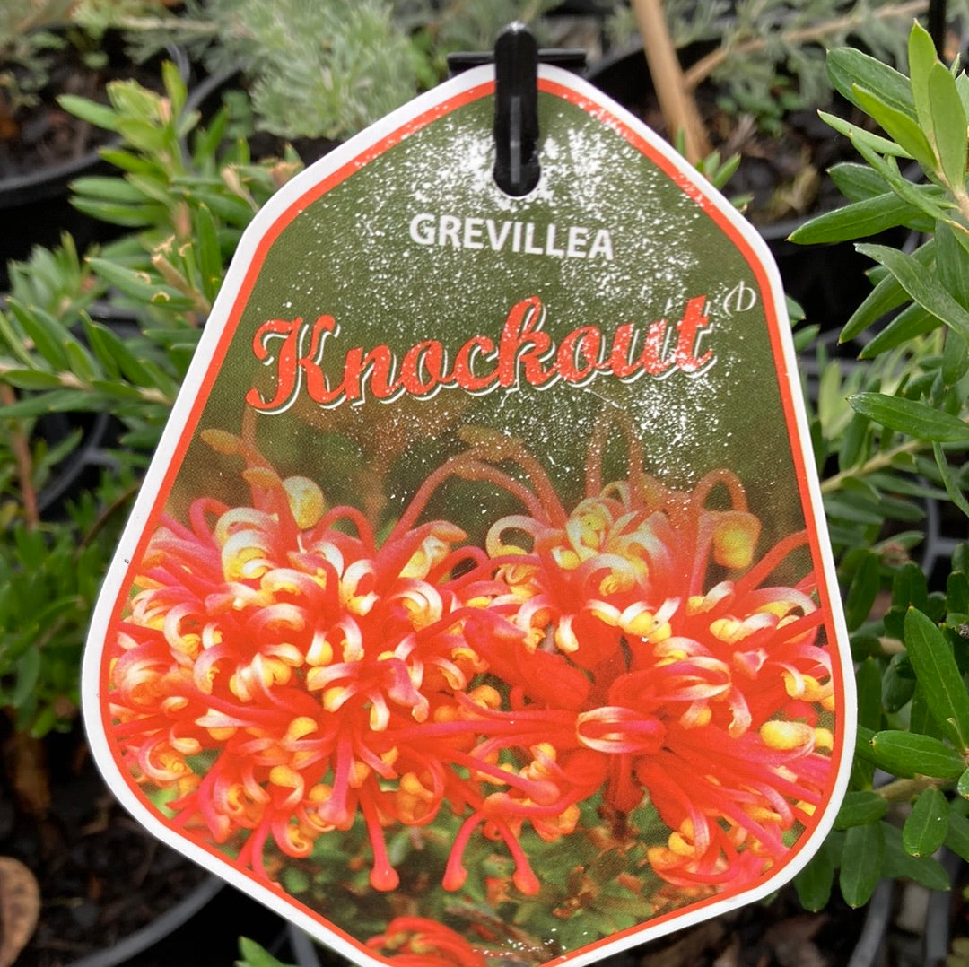 Grevillea 'Knockout' 14cm