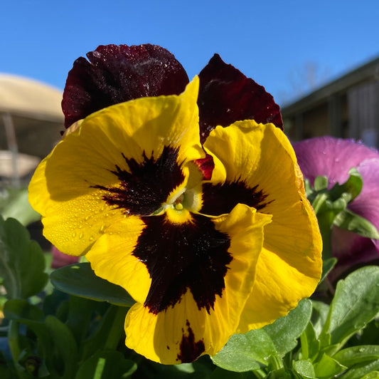 Pansy Assorted 100mm