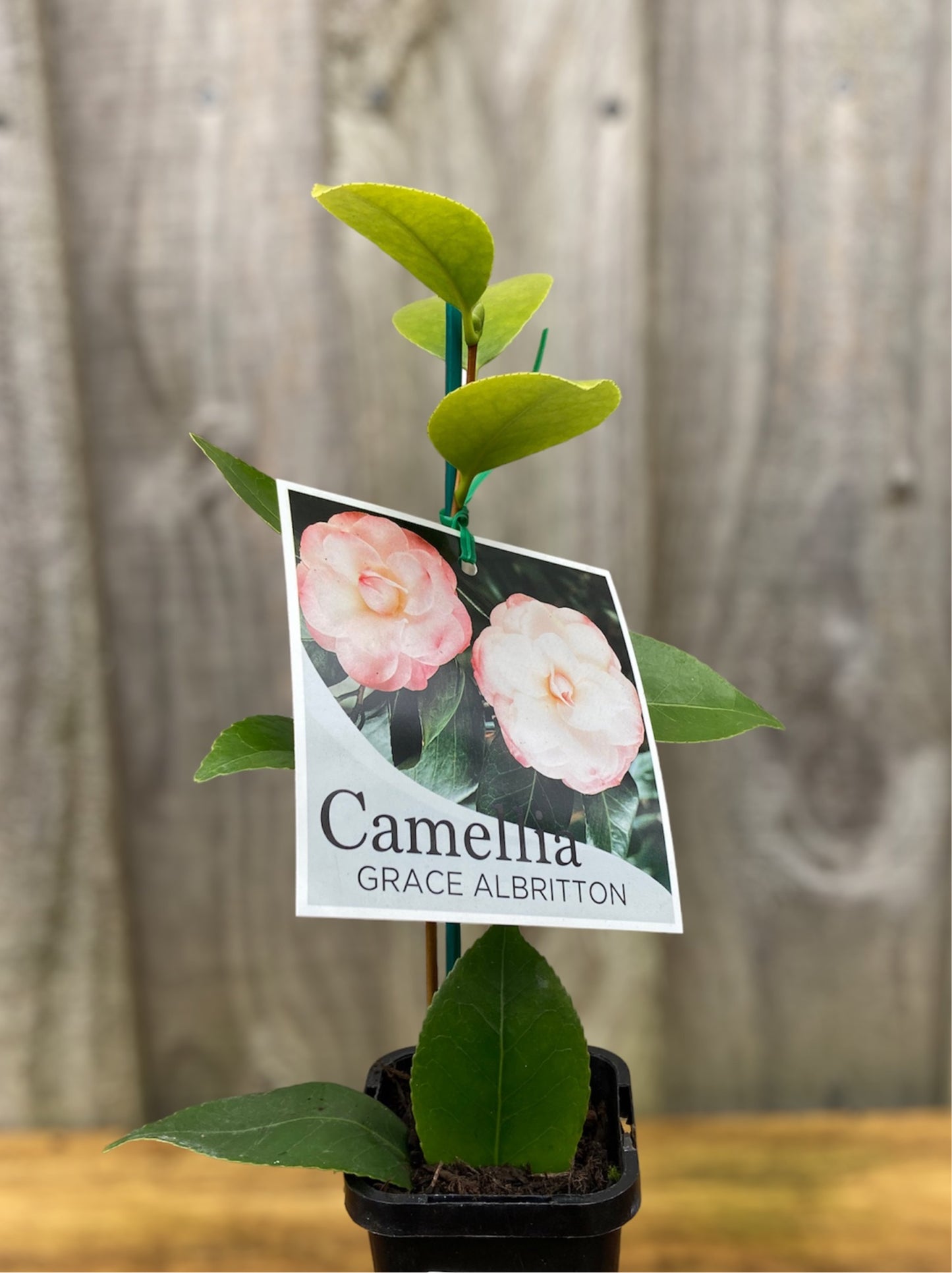 Camellia japonica ‘Grace Albritton’ 7cm