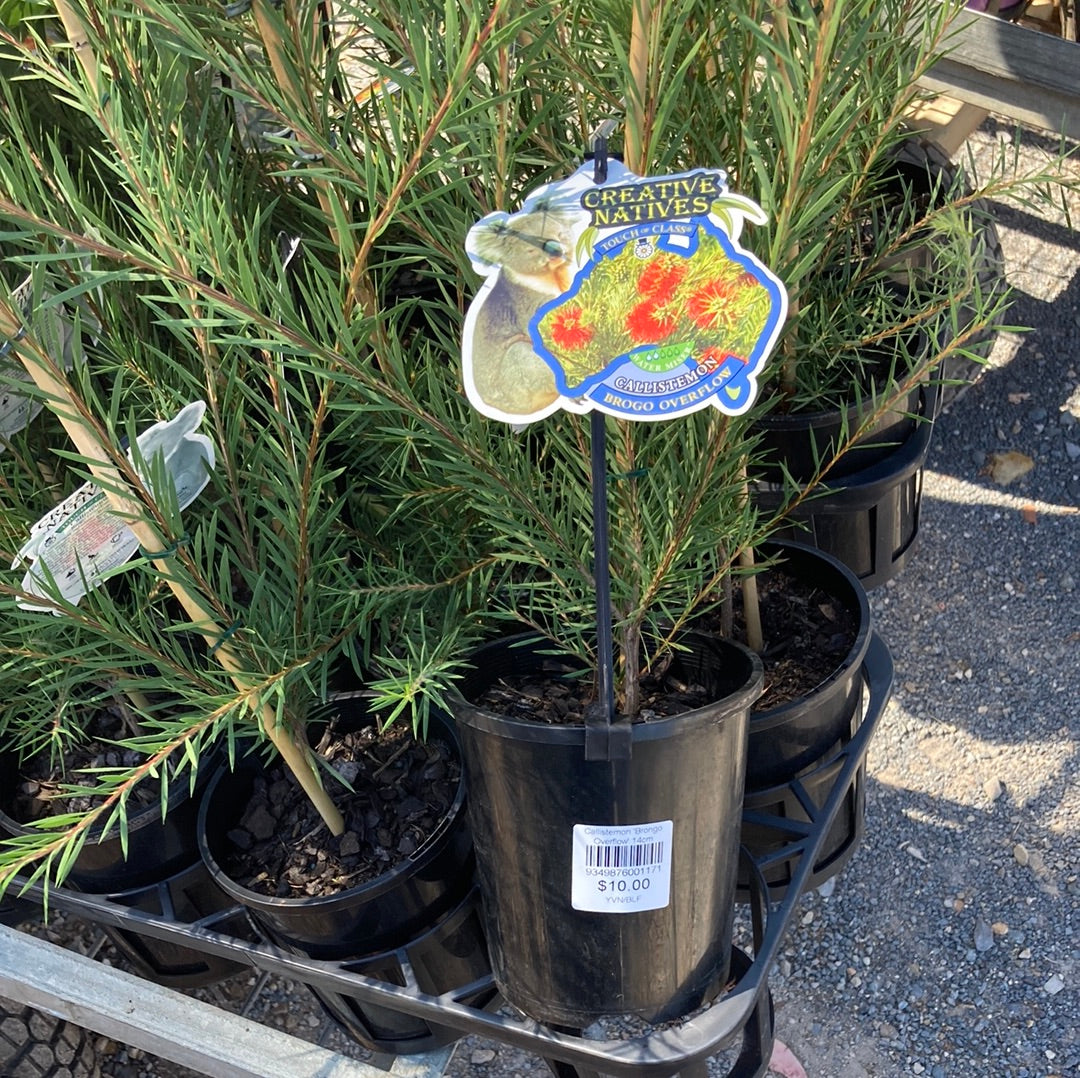 Callistemon subulatus ‘Brogo Overflow’ 20cm